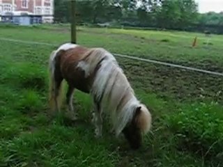 pouns 9 juin 2010 001