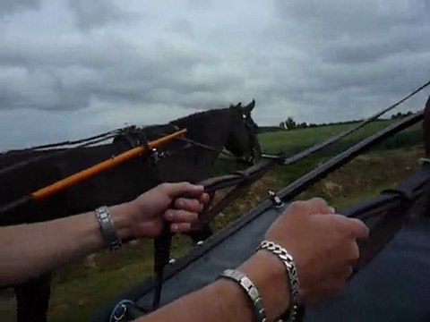 Attelage avec Rocco (pas)