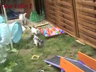 On prend du poil de la bête  (Moyen)