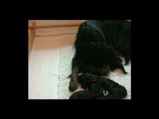 Portée Bluebell 2010