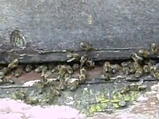 pose d'une ruche piège dans mon jardin