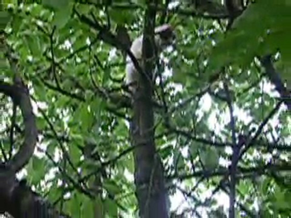 bouledogue qui monte à l'arbre
