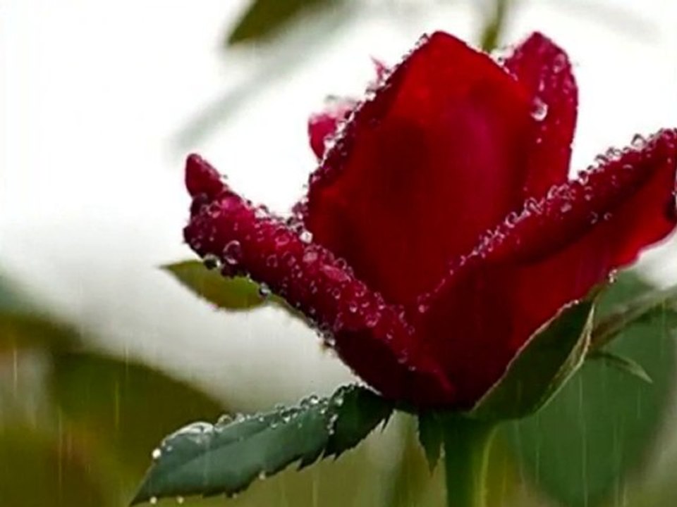 Kader kader diyelim gitsin& sevda sürgünü