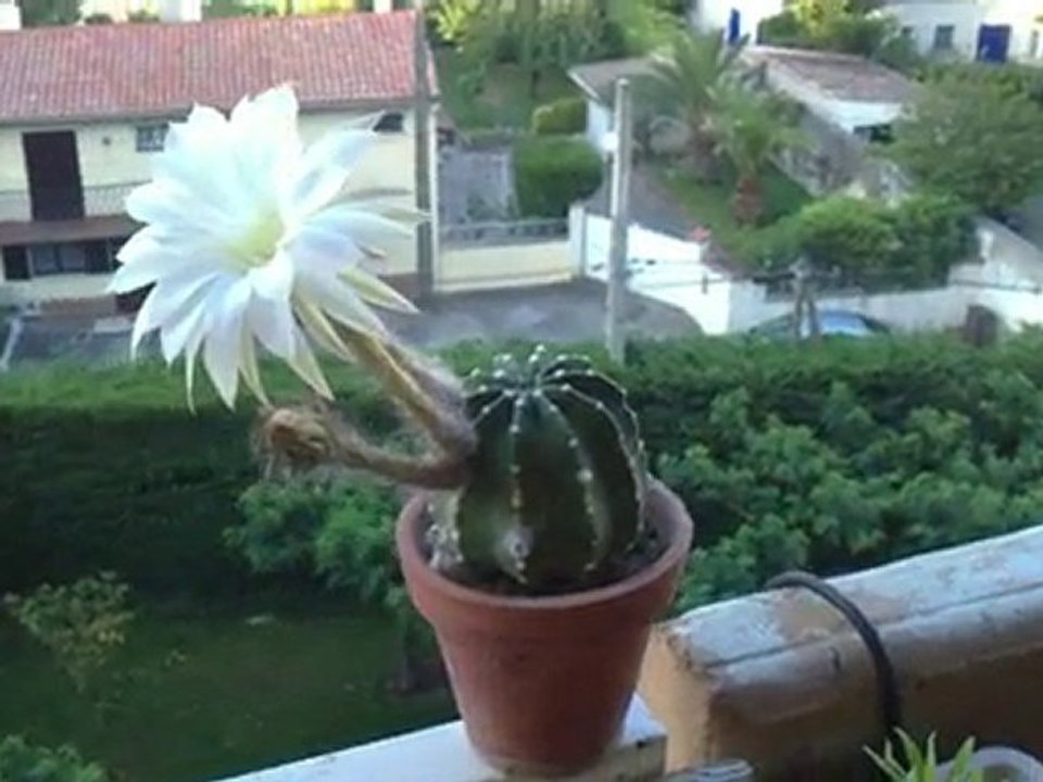 Echinopsis subdenudata en fleur
