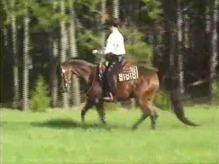 Famous arabian horse