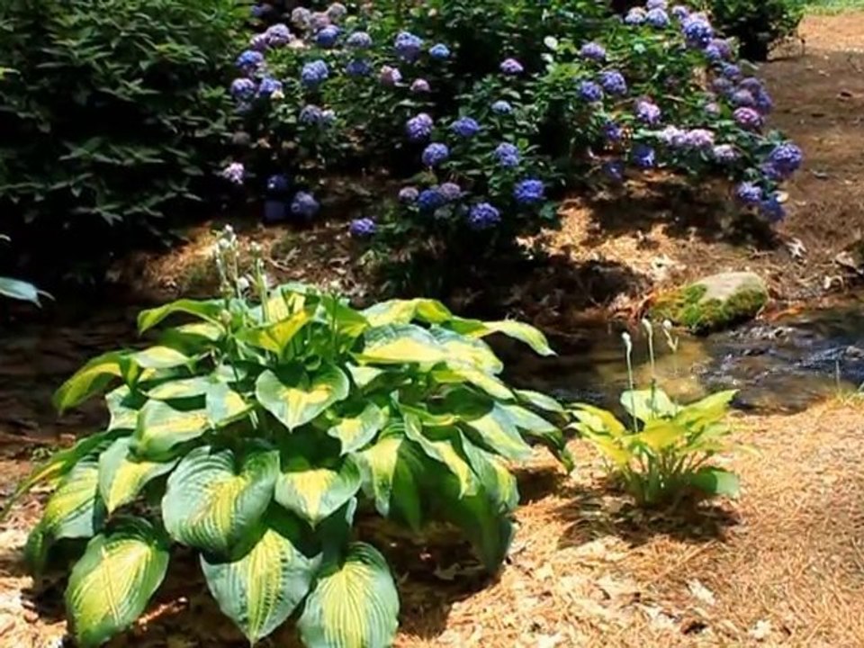 The Little Pond