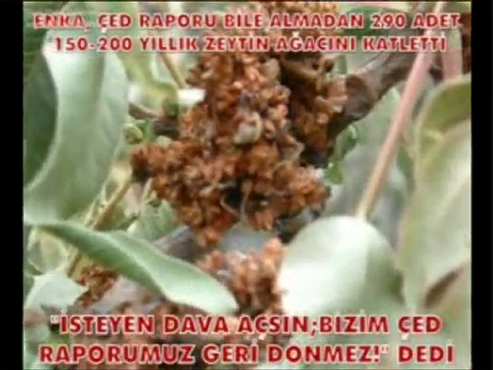 FOÇEP - TERMİK SANTRAL İSTEMİYORUZ