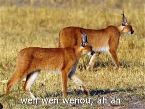 [2010 football World Cup Song] Savana-Andy Liam. 2010 World