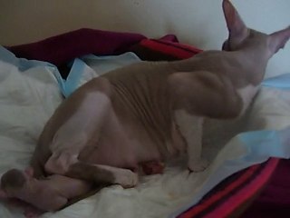 naissance, d'un bébé cornish rex