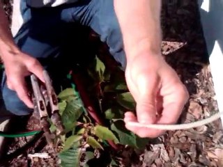 Troubled Tubes When Good Pest Tubes Go Bad