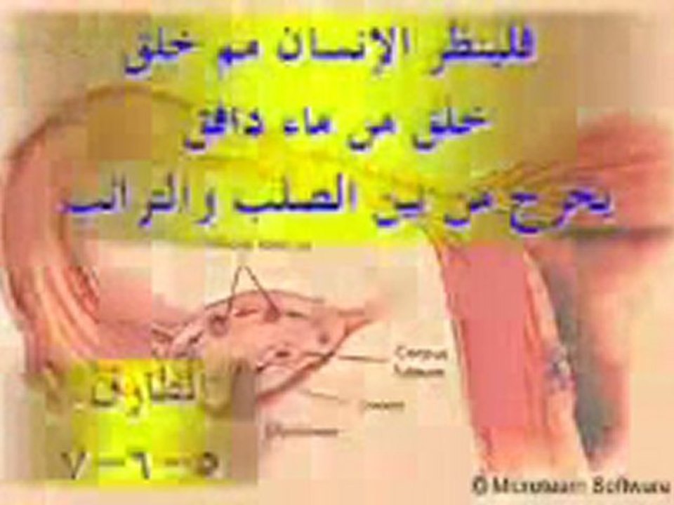 الاعجاز العلمي في القرآن الكريم ( النطفة و تحديد الجنس )