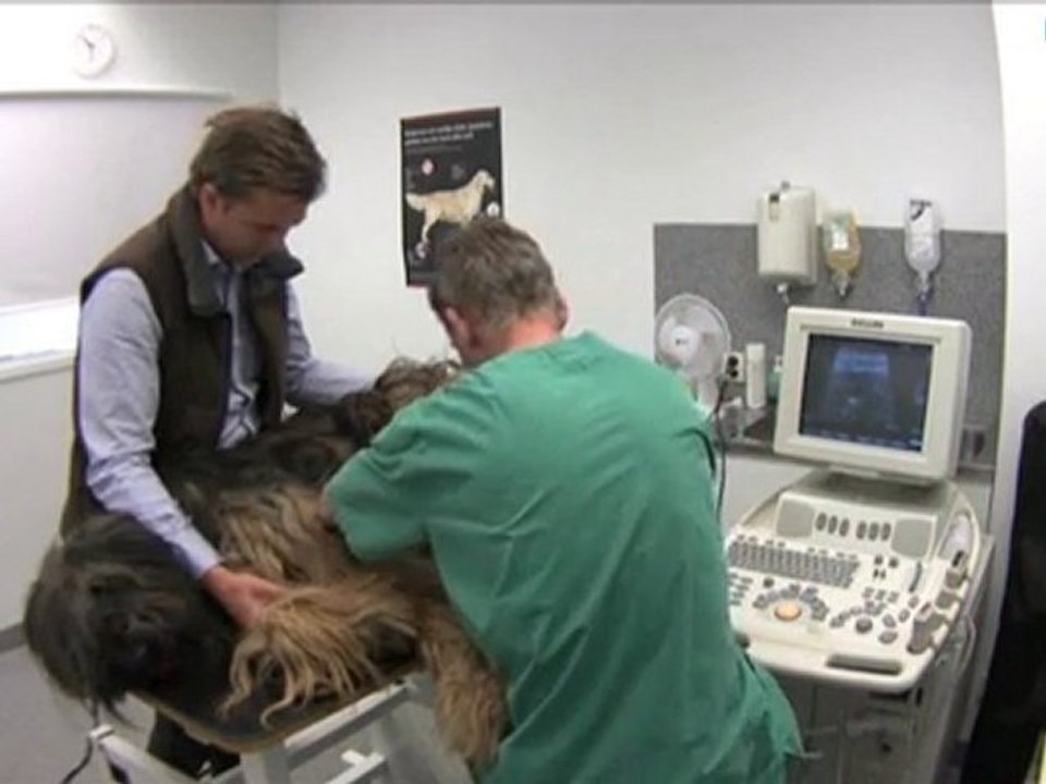 Veterinär Uppsala Län Enköping Din Veterinär ...