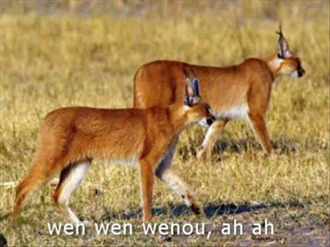 [2010 football World Cup Anthem]Savana-Andy Liam. 2010 Worl