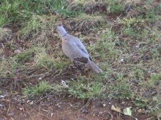 Uncalı Parkı Doğası - Antalya
