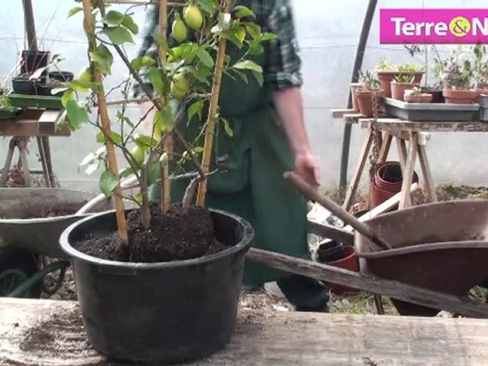 Le rempotage du citronnier