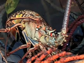 Bahamas 14 islands envoy film of Mayaguana by Mark Drake