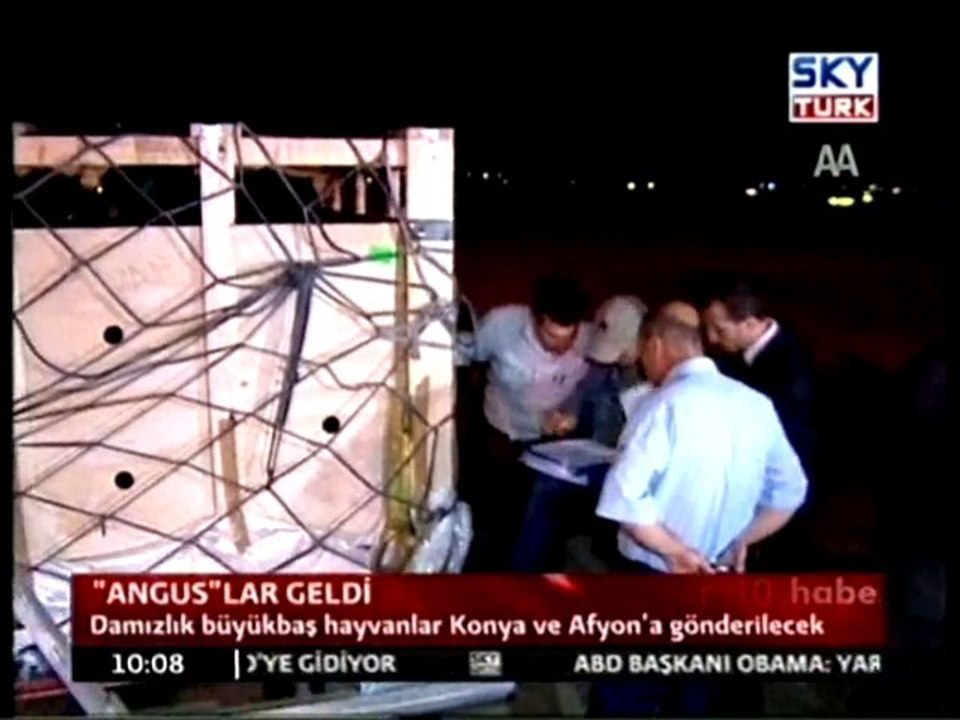 "Angus"lar Geldi