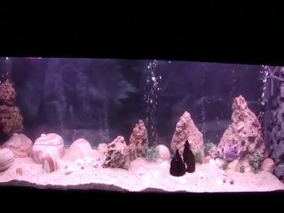 Copadichromis borleyi (Kadango)