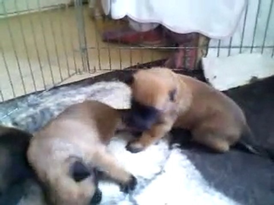 Les Bébés qui font leur premiers pas