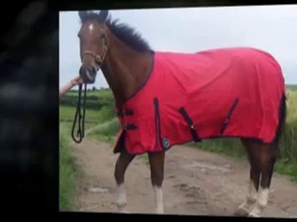 Horse Rugs - Protecting Your Horse During The Summer