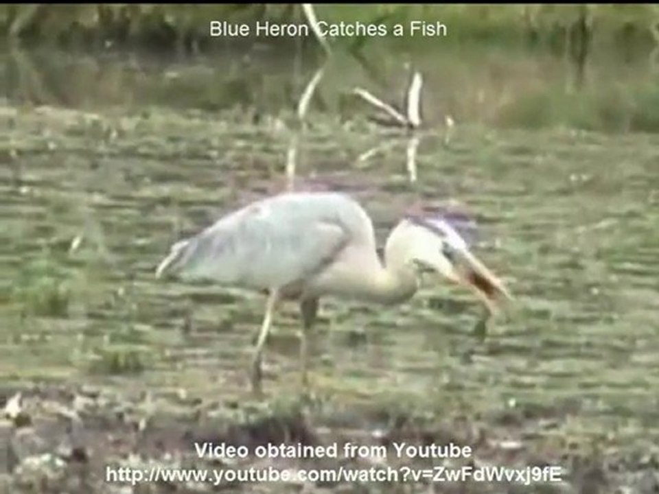 Miracle Series - BigGyan Cloud eLearning