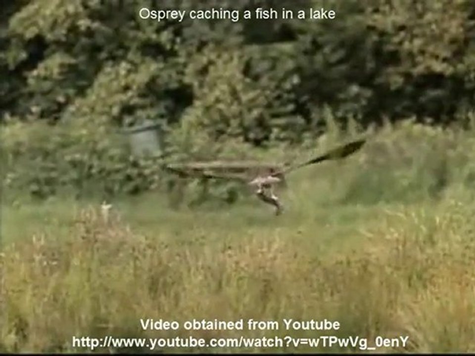 Miracle Series - BigGyan Cloud eLearning