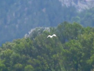 aigrette en vol