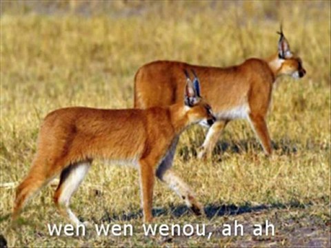 [Football Coupe Du Monde]A. Liam-Savana Football Coupe Du M