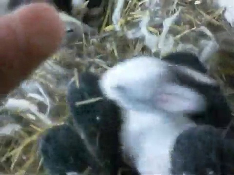 10 GÜNLÜK TAVŞAN YAVRULARI