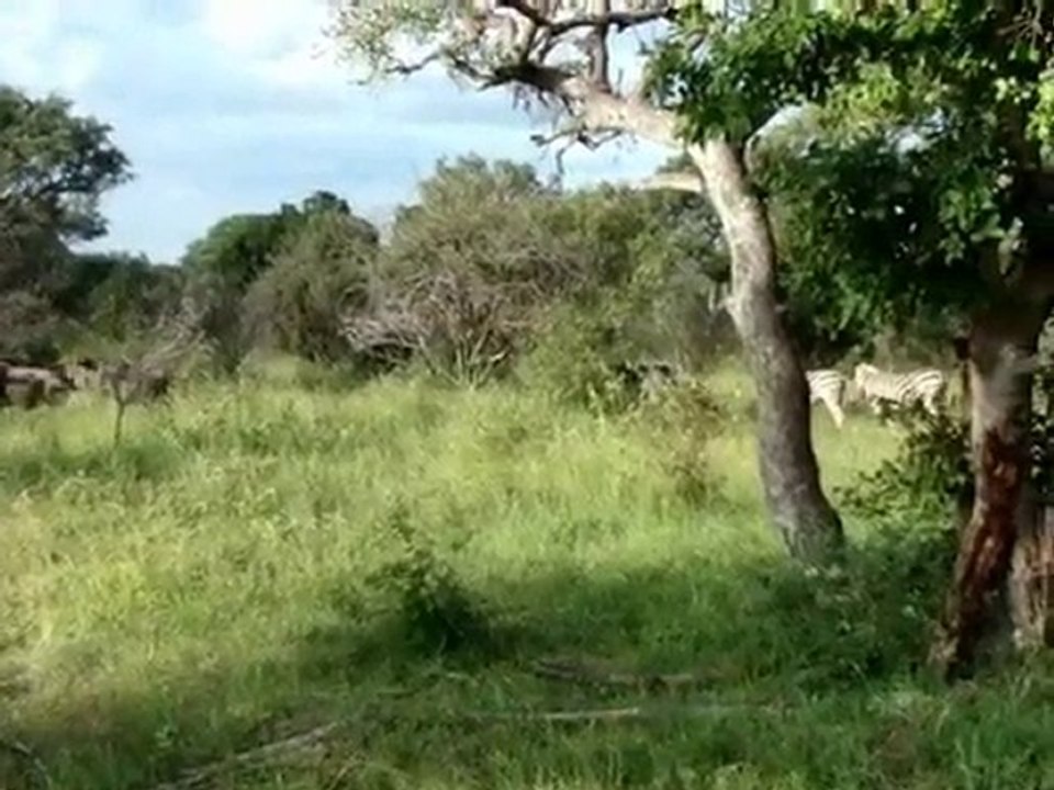 Krüger safari, pakete