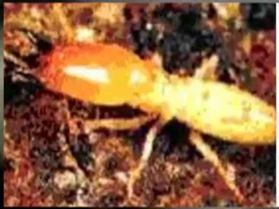 devis diagnostic immobilier AOUSSE Consult Loire Atlantique