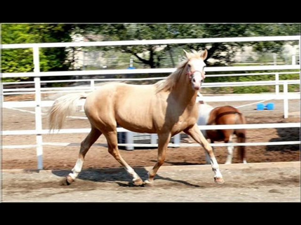 JUNIOR GOLD &  FLORENCE