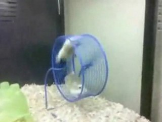 Hamster Takes Buddy For A Ride
