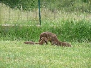 chiots dehors