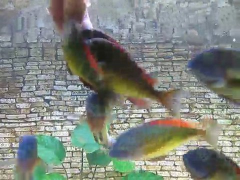 F0 Red Rainbow Kasanga 1