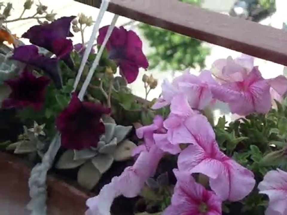 Vue de la rue par le balcon