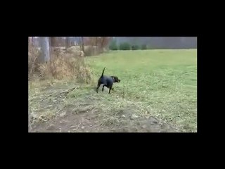 Bella survives a death sentence from dysplasia