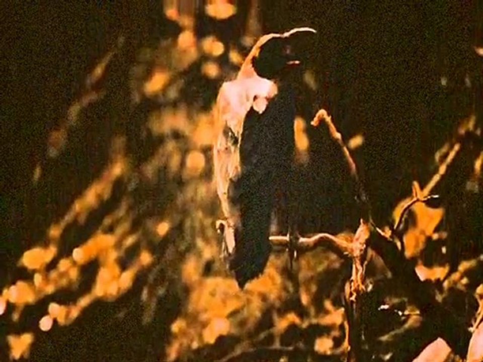 Bauhaus - Bela Lugosi's Dead