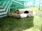 photos lapins 340 bébés lapin bélier teddy angora