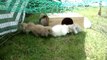 photos lapins 340 bébés lapin bélier teddy angora