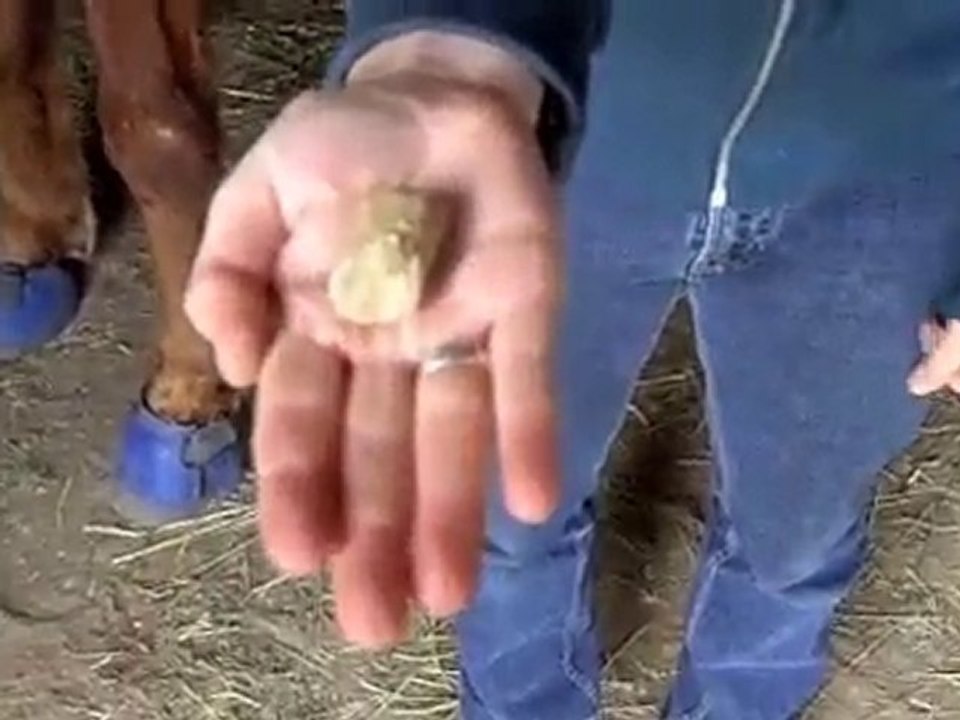 How to feed a horse