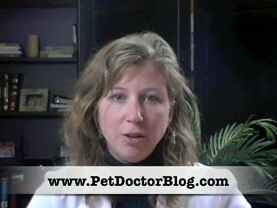 Dogs and Cherry Eye