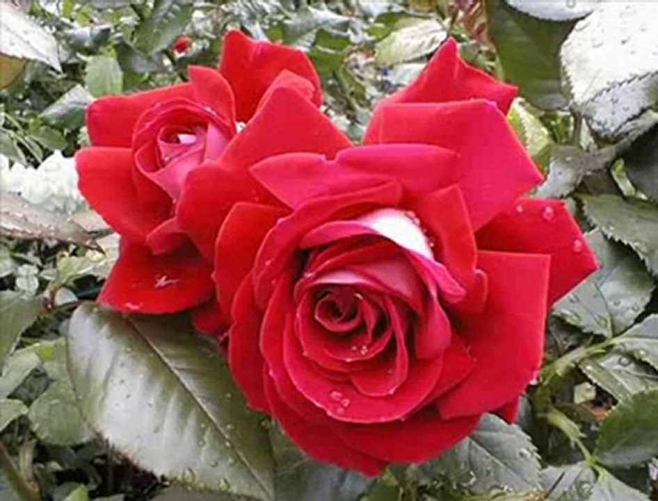 Hoş geldin Ey Sevgili Hoş geldin...