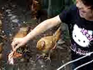 menace sur les poules