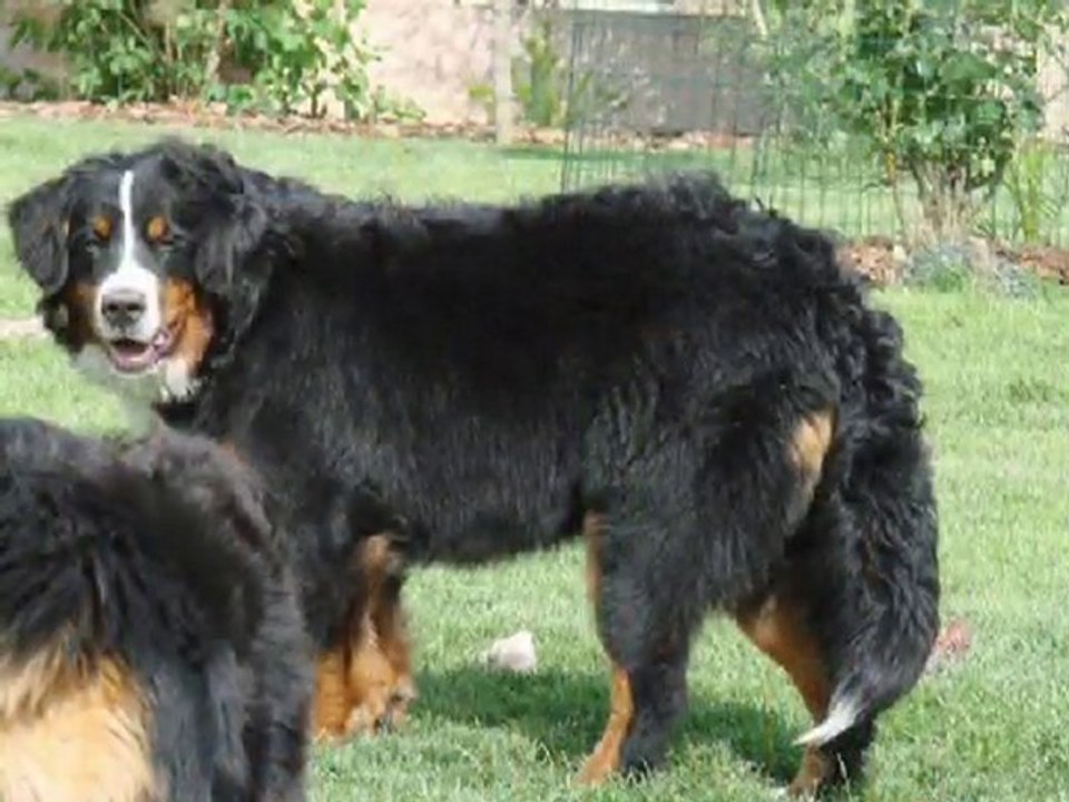 Edge et Liam, 8 mois avec Eylandt, Djazz, Bear et Ceenah