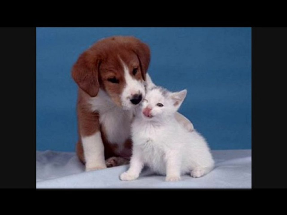 Que es ser un animal?