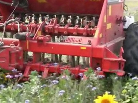 SCV - Semis direct de Blé dans un couvert végétal (21)