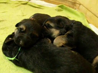 1 semaine déjà les chiots de bellis