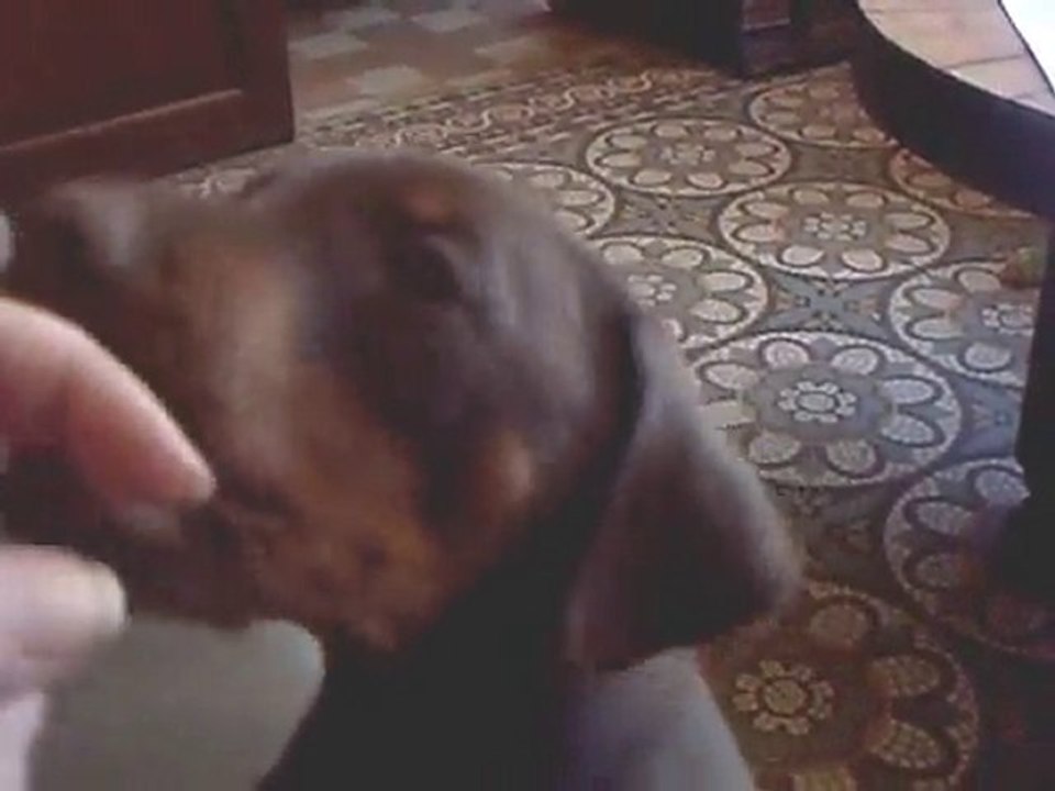 Les Chiots début Juin