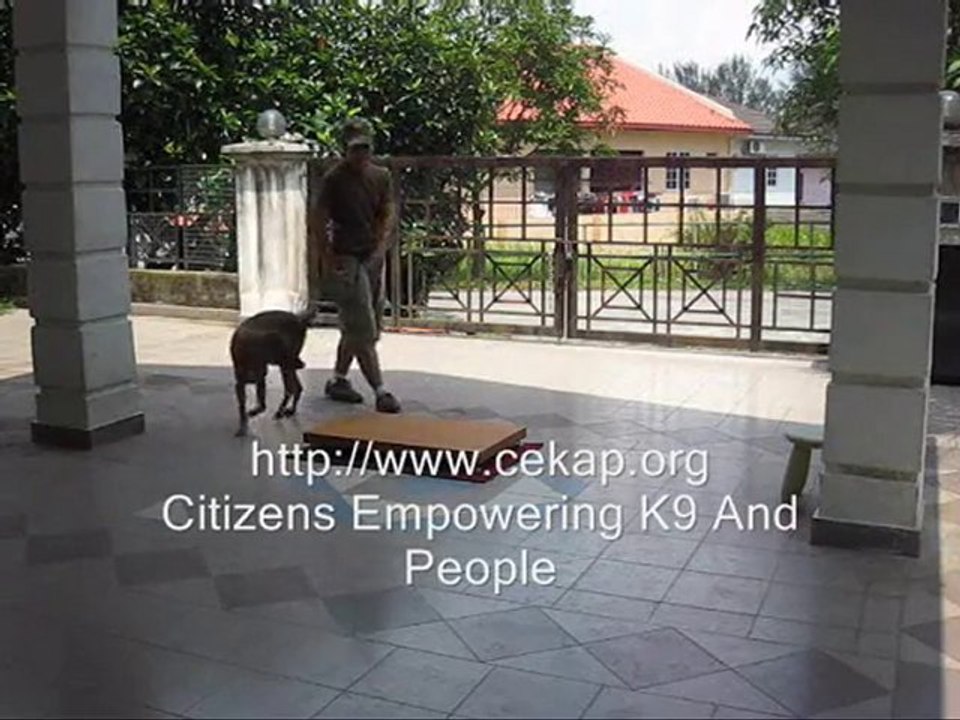 Dog Training: Sit phase 2 with Oren